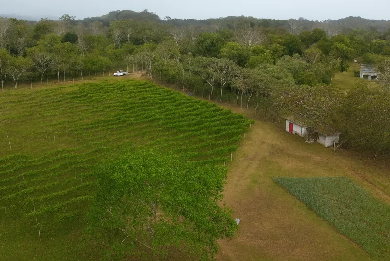VENTA DE FINCA CON MEJORAS, OPERACIÓN DE NEGOCIO EN CHORRERA